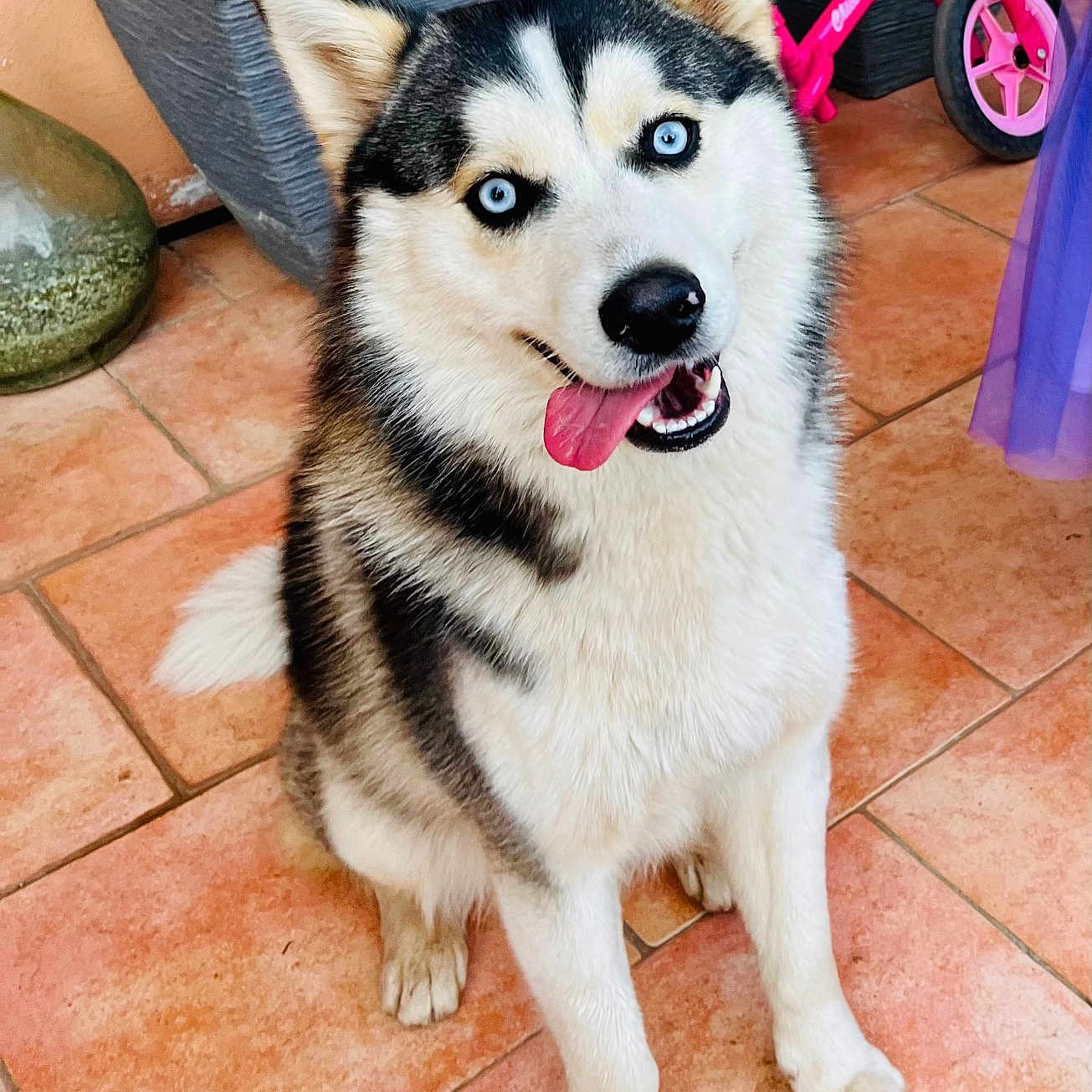 Appy participe au concours pour gagner de l'argent avec cette photo : animal, background, blue_eyes, canine, cute, dog, domestic, fur, happy, outdoor, pet, pet_bike, pink_bike, plant_pot, playful, porch, siberian_husky, smiling, tile_floor, tongue_out
