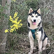 Appy a rejoint le concours — aidez-le/la à gagner de superbes lots ! dog, husky, blue_eyes, sitting, greenery, yellow_flowers, forest, nature, outdoor, animal, pet, happy, tongue_out, fur, tree, bush, leaves, wild, canine, harness