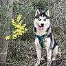dog, husky, blue_eyes, sitting, greenery, yellow_flowers, forest, nature, outdoor, animal, pet, happy, tongue_out, fur, tree, bush, leaves, wild, canine, harness