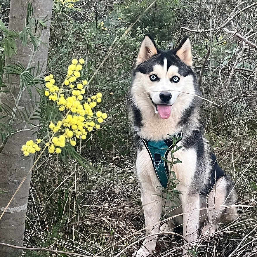 Appy a rejoint le concours — aidez-le/la à gagner de superbes lots ! dog, husky, blue_eyes, sitting, greenery, yellow_flowers, forest, nature, outdoor, animal, pet, happy, tongue_out, fur, tree, bush, leaves, wild, canine, harness