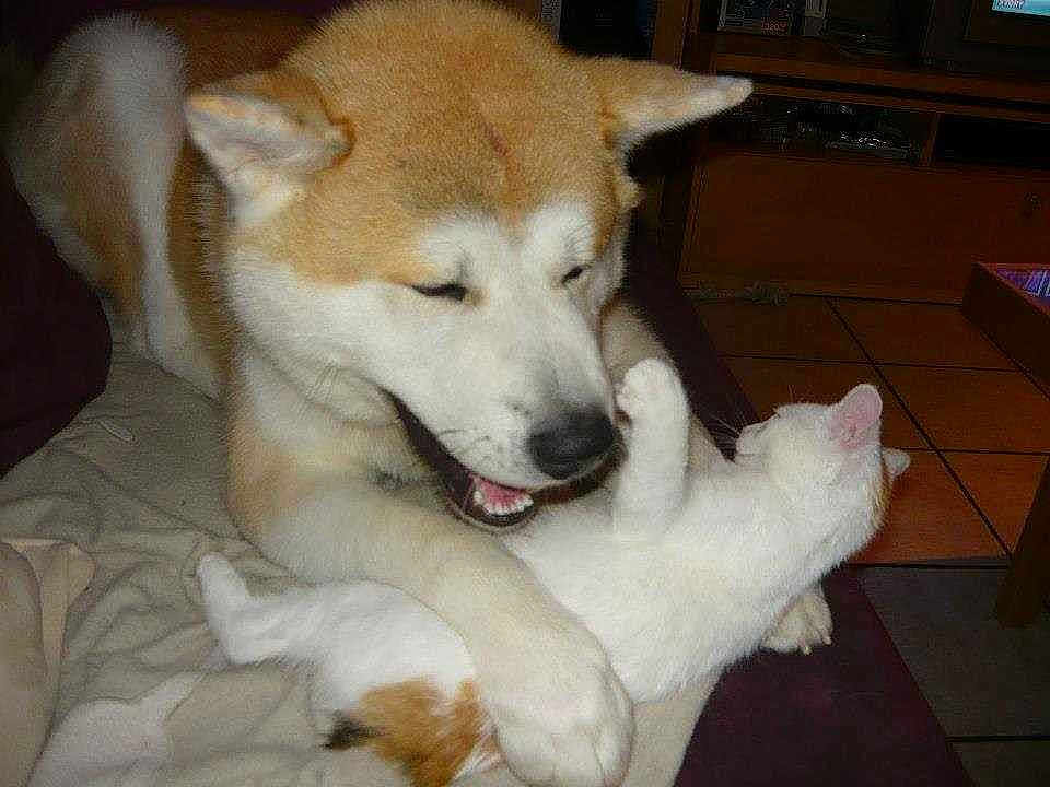 Tsuki