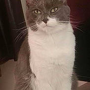 Pikachu a rejoint le concours — aidez-le/la à gagner de superbes lots ! cat, gray_cat, white_cat, pet, indoor, sitting, fur, whiskers, animal, domestic_cat, face, ears, eyes, closeup, portrait, feline, looking, calm, quiet, household