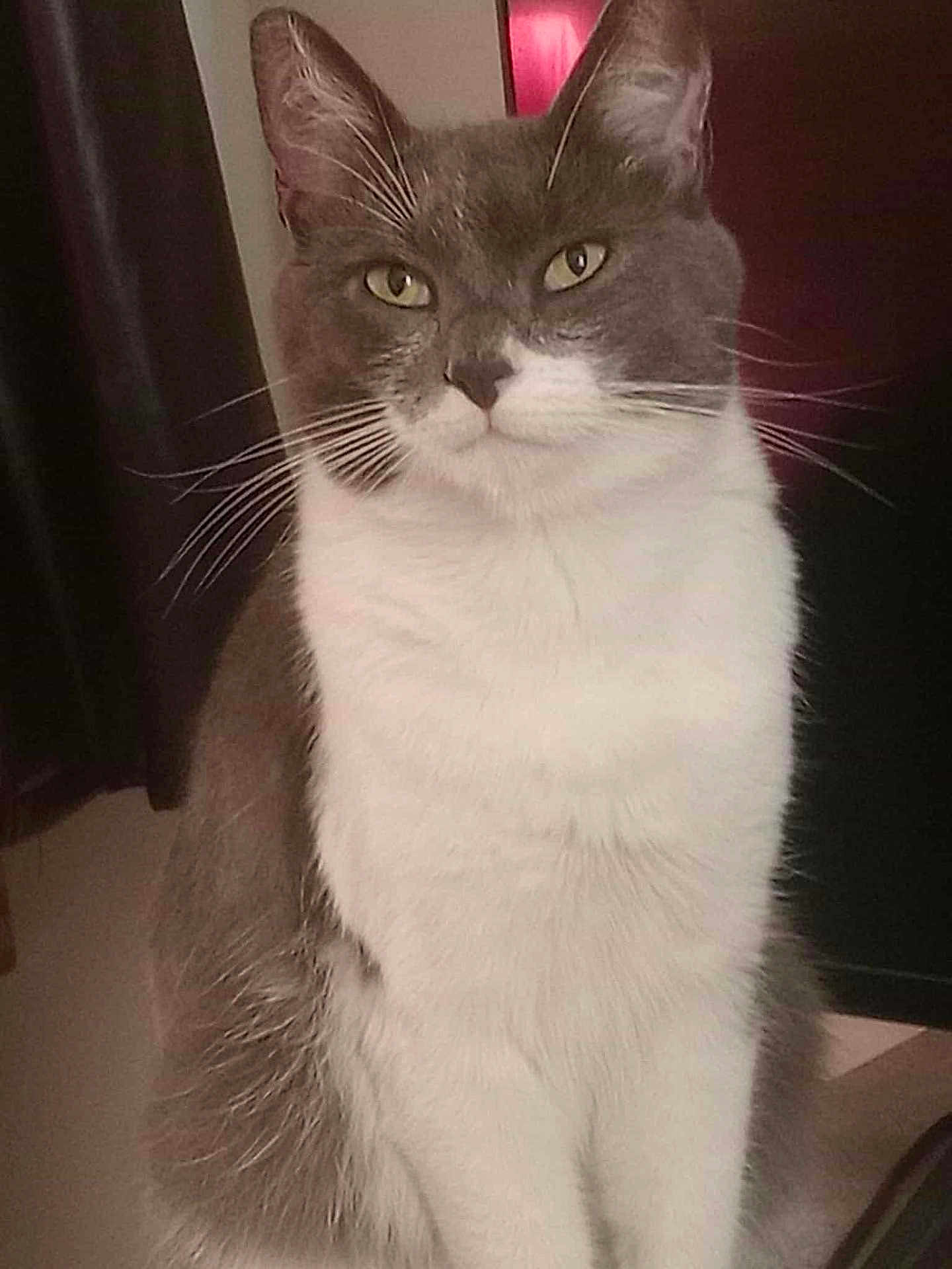 Pikachu a rejoint le concours — aidez-le/la à gagner de superbes lots ! cat, gray_cat, white_cat, pet, indoor, sitting, fur, whiskers, animal, domestic_cat, face, ears, eyes, closeup, portrait, feline, looking, calm, quiet, household