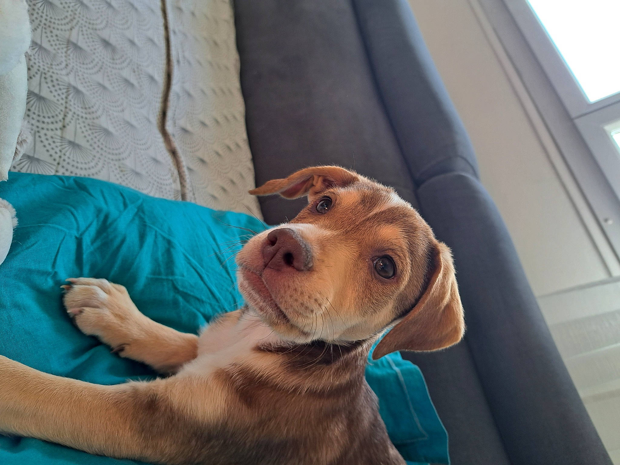 Ulice a rejoint le concours — aidez-le/la à gagner de superbes lots ! canidae, carnivore, collar, comfort, companion_dog, dog, dog_breed, dog_collar, fawn, guard_dog, gun_dog, hound, liver, retriever, snout, sporting_group, vehicle, vehicle_door, whiskers, working_animal