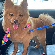 Mr.floof is registered to the contest to win money with this photo: alert, animal, bandana, brown_fur, canine, car_interior, companion, cute, dog, domestic_animal, ears_up, fluffy, fur, happy, leash, pet, seat, standing, tail, tongue_out