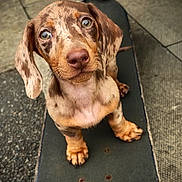 Ozzy is registered to the contest to win money with this photo: puppy, dog, skateboard, outdoor, looking_up, brown_spotted, short_hair, cute, animal, pet, pavement, close_up, young, small_dog, four_legs, ears, nose, whiskers, curious, portrait