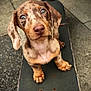 puppy, dog, skateboard, outdoor, looking_up, brown_spotted, short_hair, cute, animal, pet, pavement, close_up, young, small_dog, four_legs, ears, nose, whiskers, curious, portrait