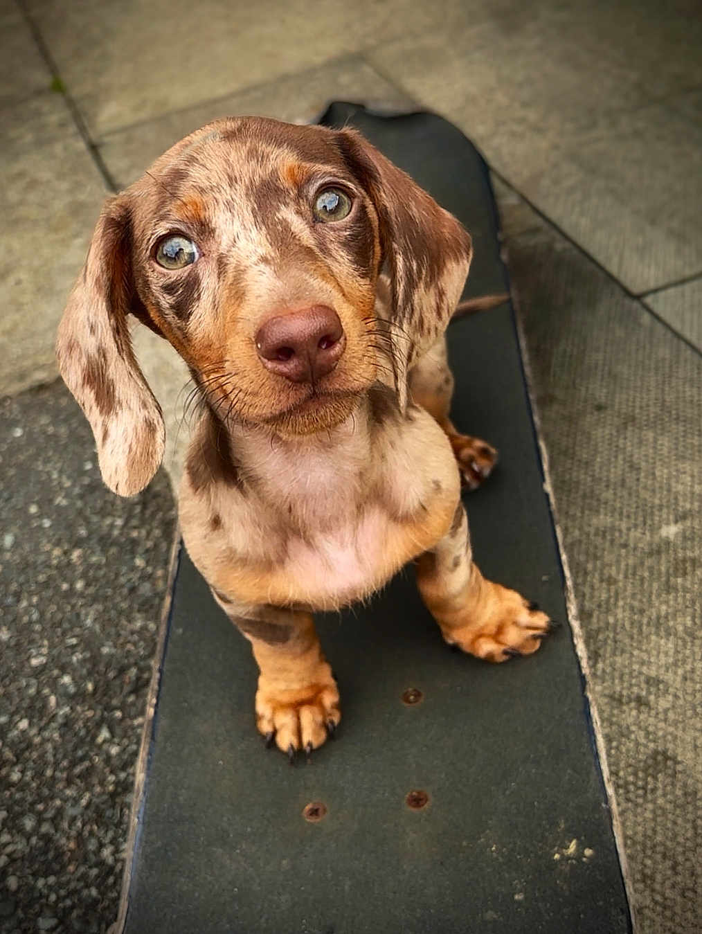 Ozzy