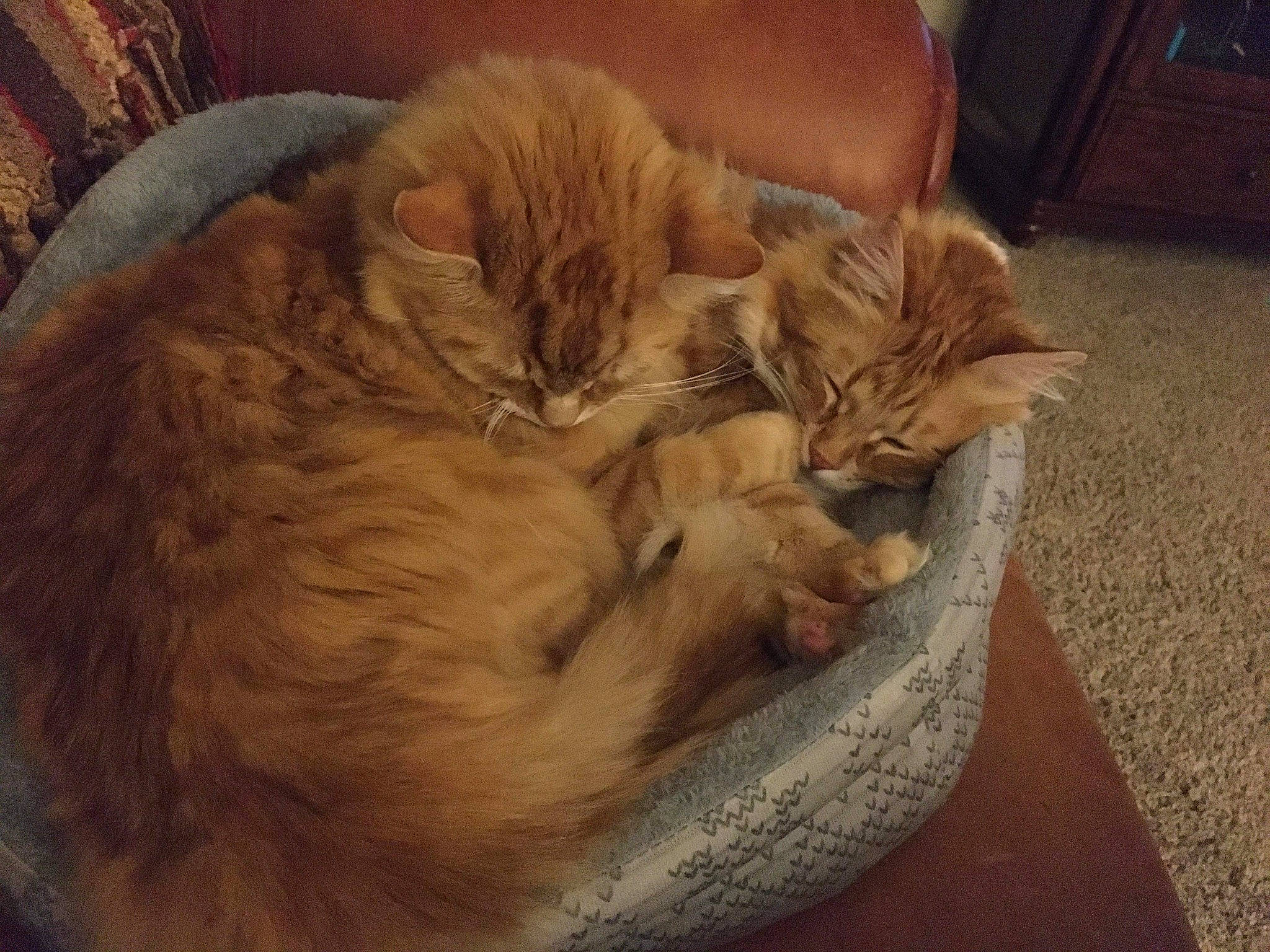 Cessna joined the competition — help win amazing prizes! british_semi_longhair, carnivore, cat, domestic_long_haired_cat, ear, european_shorthair, fawn, felidae, fur, kitten, mammal, nap, sleep, small_to_medium_sized_cats, somali, whiskers