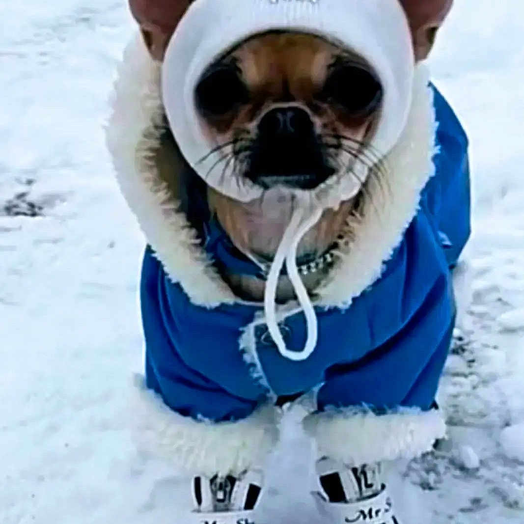 Macaron a rejoint le concours — aidez-le/la à gagner de superbes lots ! dog, winter, snow, outdoor, pet, clothing, parka, hood, boots, booties, blue, furry, small_dog, dressed_pet, cold_weather, snowy_ground, portrait, front_view, french_text, funny