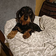 Gimli participe au concours pour gagner de l'argent avec cette photo : animal, bed, black, blanket, brown, comfort, cozy, cute, dog, domestic, fur, furniture, indoor, looking, nostalgic, pet, relaxed, resting, small_dog, wire_haired_dachshund