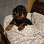 animal, bed, black, blanket, brown, comfort, cozy, cute, dog, domestic, fur, furniture, indoor, looking, nostalgic, pet, relaxed, resting, small_dog, wire_haired_dachshund