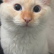 Tofu is registered to the contest to win money with this photo: adorable, animal, cat, close_up, curious, cute, ears, face, feline, fluffy, fur, indoors, kitten, mammal, pet, portrait, soft, whiskers, wide_eyes, young