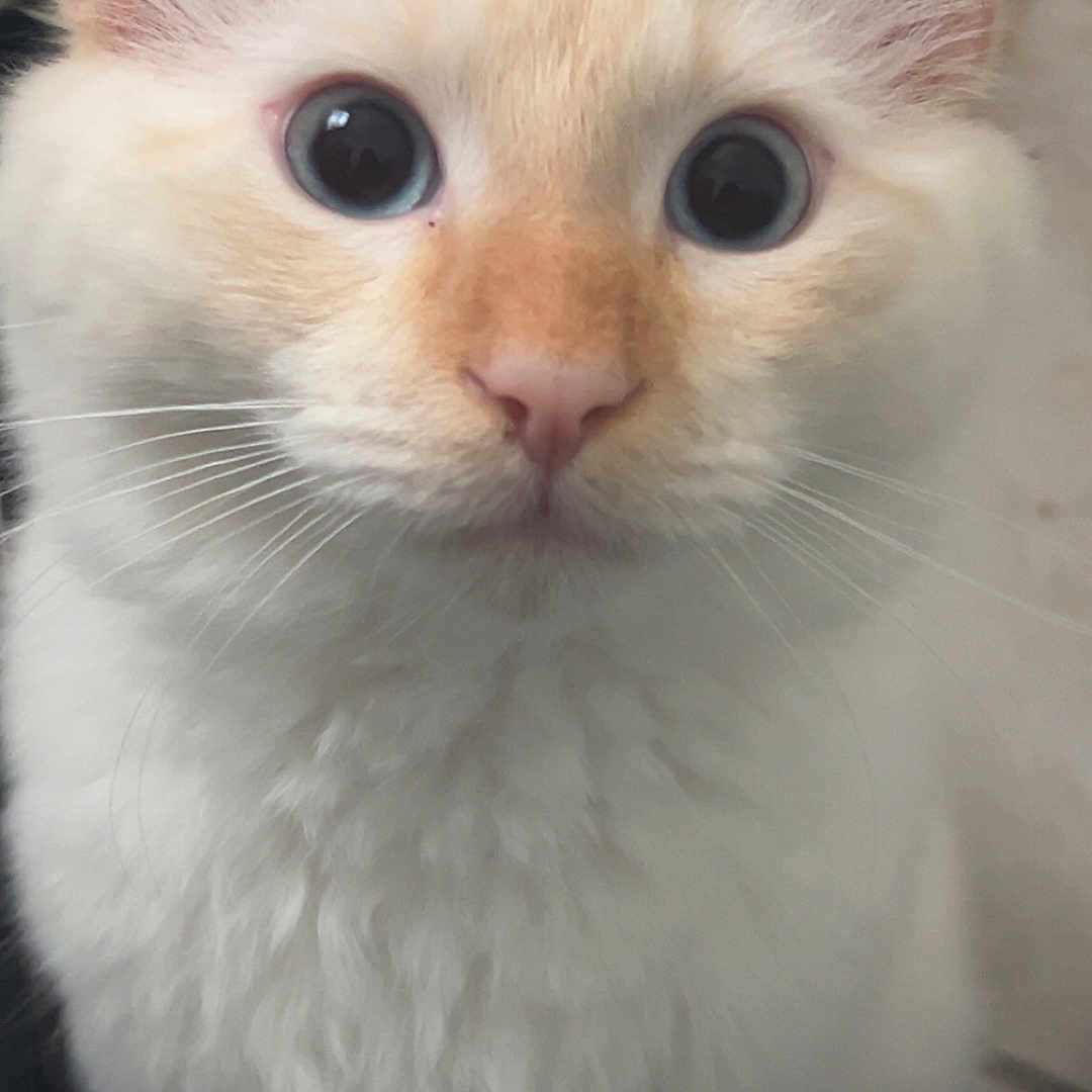 Tofu