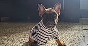 Max participe au concours pour gagner de l'argent avec cette photo : adult, animal, bulldog, canine, computerhardware, dog, electronics, face, frenchbulldog, hardware, head, indoors, male, man, monitor, person, pet, pitbull, puppy, screen