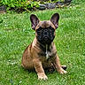 Max participe au concours pour gagner de l'argent avec cette photo : animal, backyard, boxer, bulldog, canine, dog, frenchbulldog, grass, green, lawn, leaf, nature, outdoors, pet, plant, pottedplant, pug, puppy, soil, yard