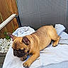 Max participe au concours pour gagner de l'argent avec cette photo : animal, blanket, boxer, bulldog, canine, dog, dogbed, frenchbulldog, furniture, hound, person, pet, pitbull, plywood, pug, puppy, sleeping, towel, wood