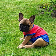 Max a rejoint le concours — aidez-le/la à gagner de superbes lots ! animal, backyard, bulldog, canine, dog, face, frenchbulldog, grass, head, lawn, nature, outdoors, person, pet, photography, plant, puppy, soil, summer, yard