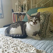 Catfish joined the competition — help win amazing prizes! cat, tabby_cat, pet, indoor, bed, pillow, lace, quilt, furniture, bookshelf, decor, home, resting, animal, cute, domestic_cat, whiskers, eyes, tail, relaxing