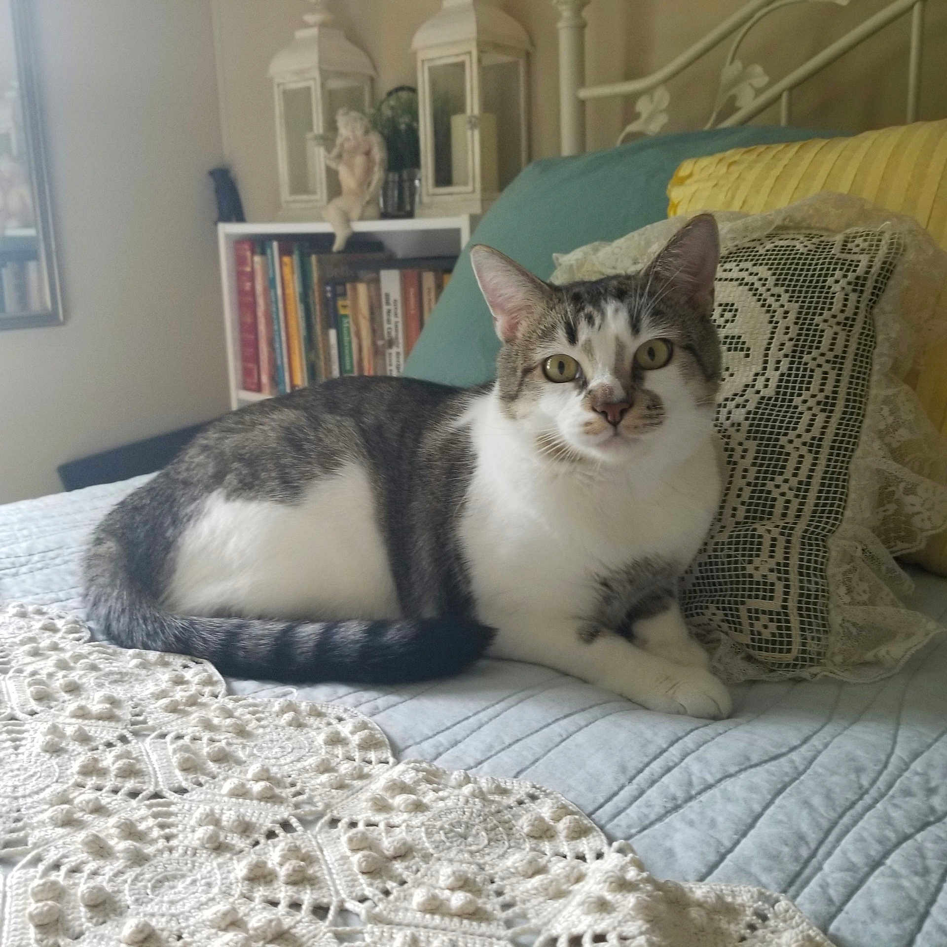 Catfish joined the competition — help win amazing prizes! cat, tabby_cat, pet, indoor, bed, pillow, lace, quilt, furniture, bookshelf, decor, home, resting, animal, cute, domestic_cat, whiskers, eyes, tail, relaxing