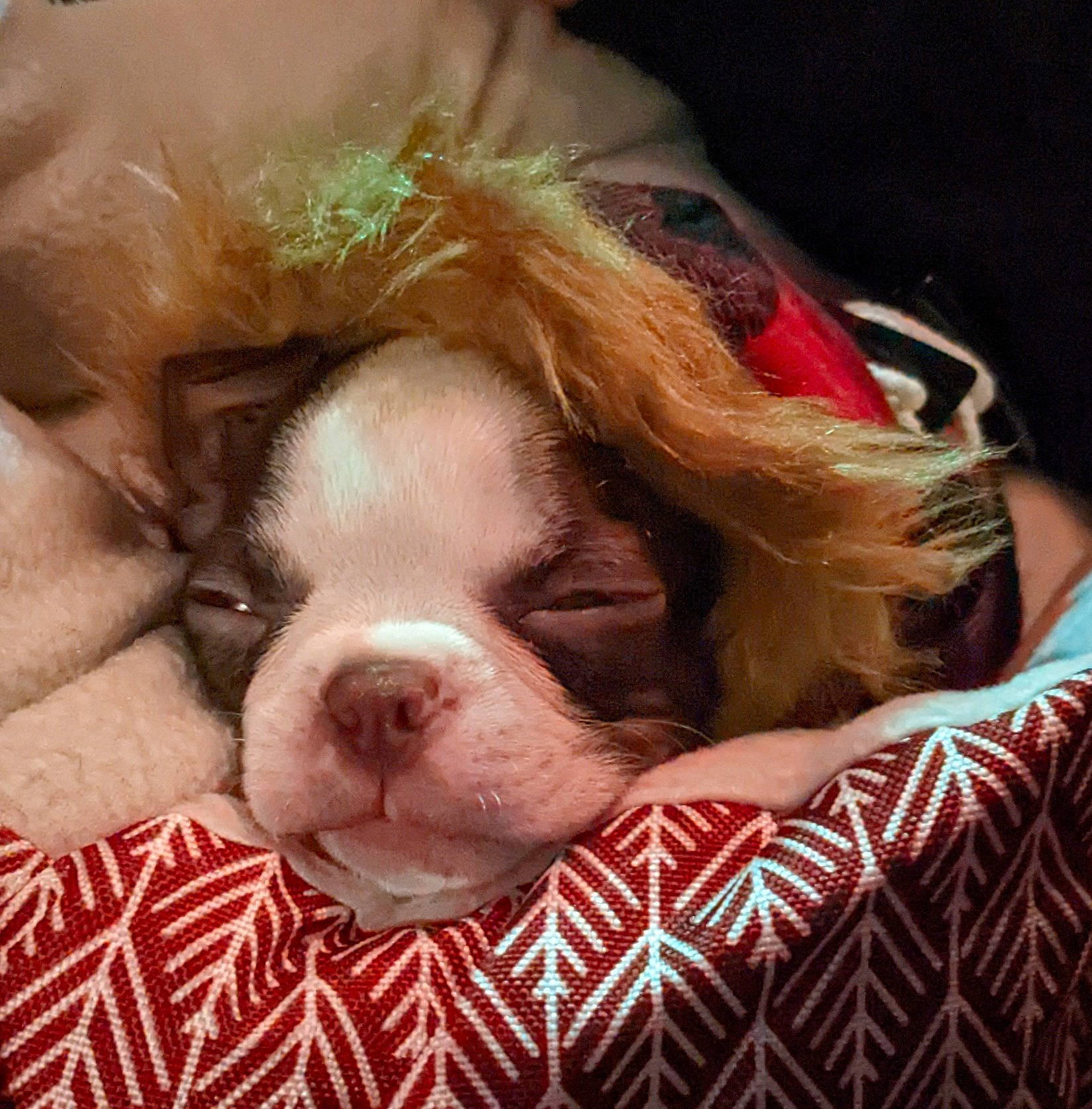 Finley joined the competition — help win amazing prizes! bedtime, canidae, carnivore, comfort, companion_dog, dog, dog_breed, dog_supply, ear, fawn, flesh, fur, liver, nap, puppy_love, snout, sporting_group, toy_dog, whiskers, working_animal