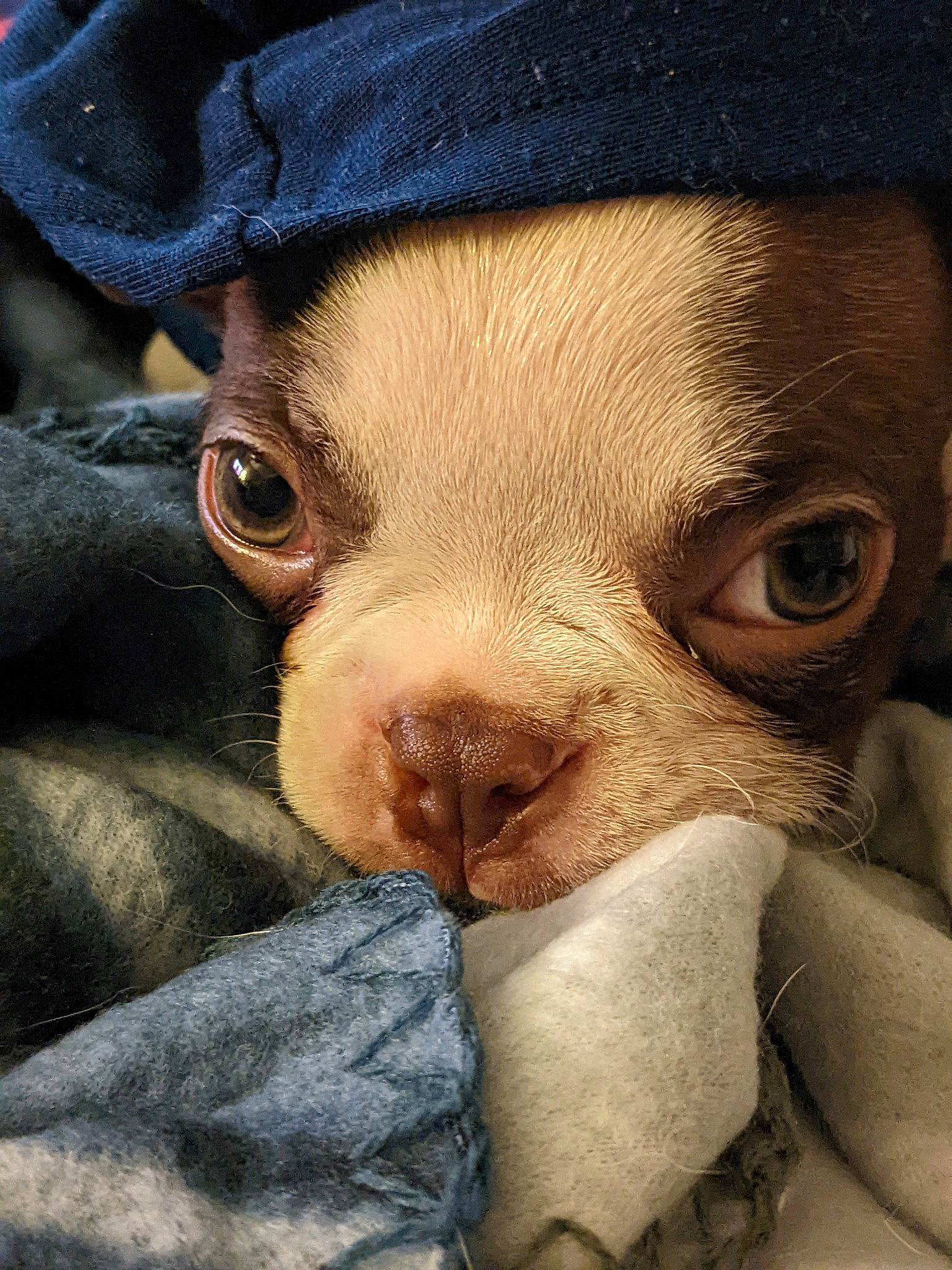 Finley joined the competition — help win amazing prizes! canidae, carnivore, close_up, companion_dog, dog_breed, ear, eyelash, fawn, fur, goats, liver, livestock, nose, snout, sporting_group, suidae, terrestrial_animal, whiskers, working_animal, wrinkle