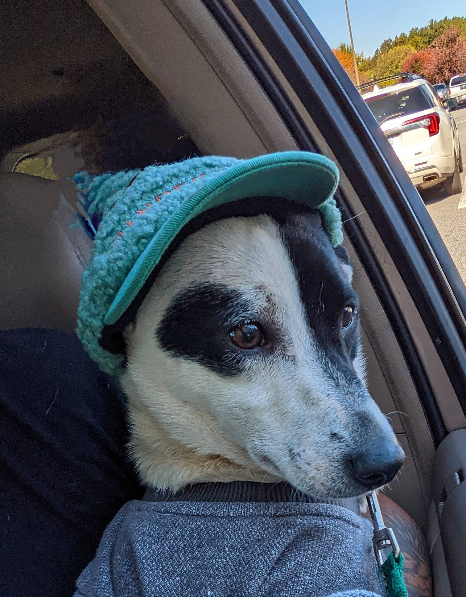 Obi is registered to the contest to win money with this photo: auto_part, automotive_exterior, canidae, car, carnivore, companion_dog, dog, dog_breed, eye, eyewear, fur, hat, head, personal_protective_equipment, snout, sporting_group, vehicle_door, whiskers, windshield, working_animal