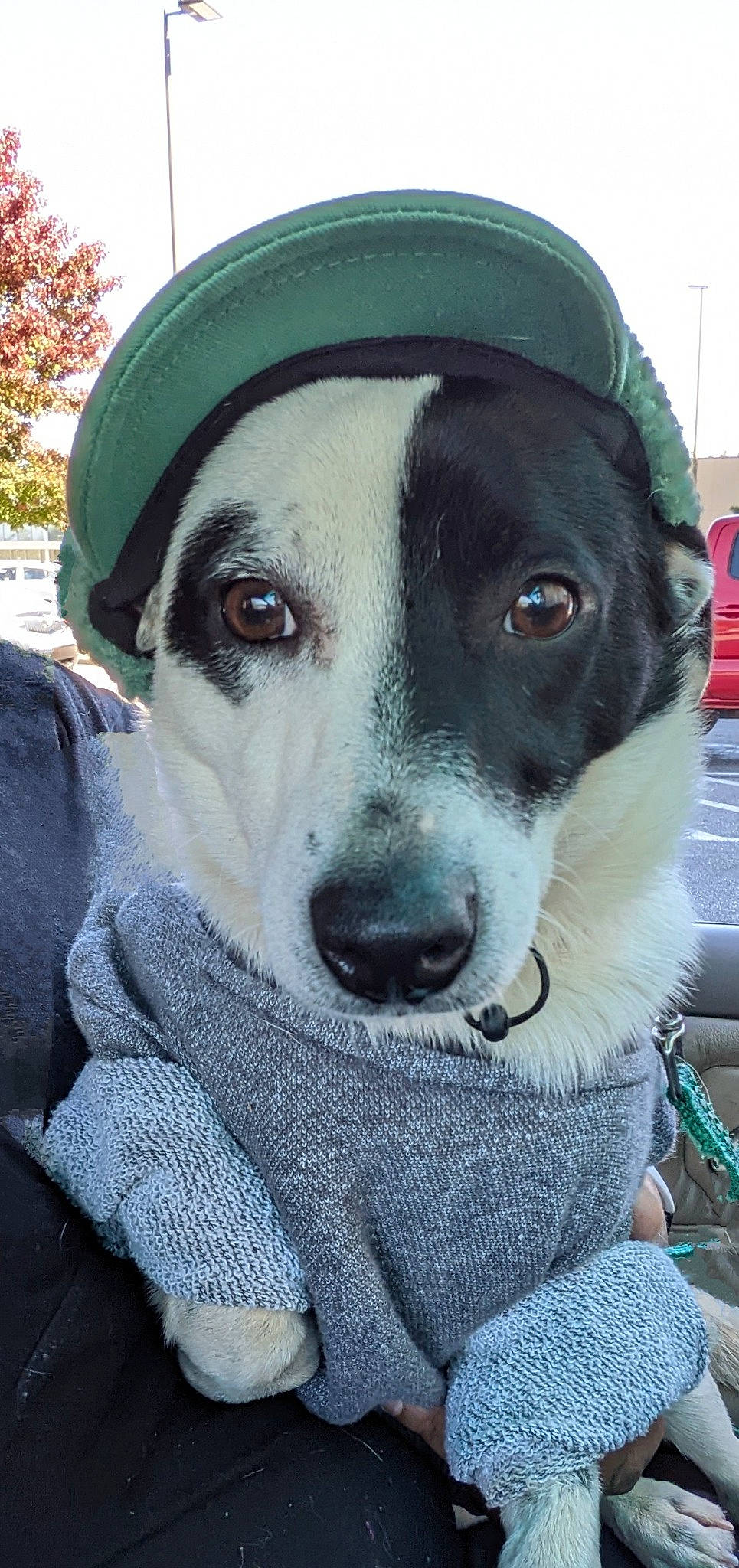 Obi joined the competition — help win amazing prizes! canidae, carnivore, collar, companion_dog, dog, dog_breed, dog_collar, dog_supply, eyewear, fawn, fedora, fur, hat, leash, pet_supply, snout, sporting_group, tree, whiskers, working_animal