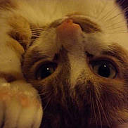 Crumble participe au concours pour gagner de l'argent avec cette photo :