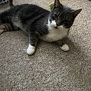 Oreo is registered to the contest to win money with this photo: carpet, cat, closeup, domestic_animal, feline, floor, food_bowl, grey_cat, home_interior, indoor, kibble, looking_at_camera, lounging, mammal, pet, portrait, relaxed, toy, whiskers, white_paws