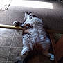 cat, fluffy, lying_down, indoor, sunlight, tile_floor, carpet, relaxed, pet, feline, tail, paw, home, wooden_furniture, cozy, resting, animal, domestic, cute, sleeping_position