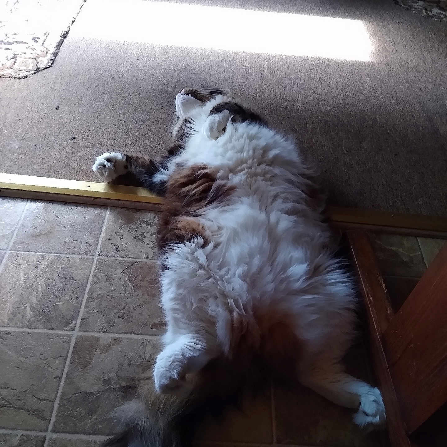 Louie is registered to the contest to win money with this photo: animal, carpet, cat, cozy, cute, domestic, feline, fluffy, home, indoor, lying_down, paw, pet, relaxed, resting, sleeping_position, sunlight, tail, tile_floor, wooden_furniture