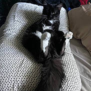 Whisper is registered to the contest to win money with this photo: cat, black_and_white, fluffy_tail, pillow, patterned_fabric, indoor, relaxed, pet, whiskers, feline, cozy, sitting, bed, fur, cute, animal, domestic, resting, closeup, home