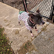 Blue is registered to the contest to win money with this photo: accessories, animal, bag, bulldog, canine, chihuahua, clothing, dog, flagstone, grass, handbag, leash, path, pet, road, shorts, sidewalk, slate, strap, walkway