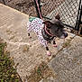accessories, animal, bag, bulldog, canine, chihuahua, clothing, dog, flagstone, grass, handbag, leash, path, pet, road, shorts, sidewalk, slate, strap, walkway