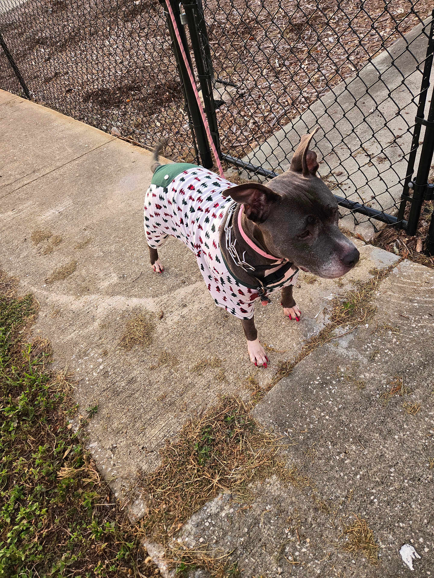 Blue is registered to the contest to win money with this photo: accessories, animal, bag, bulldog, canine, chihuahua, clothing, dog, flagstone, grass, handbag, leash, path, pet, road, shorts, sidewalk, slate, strap, walkway