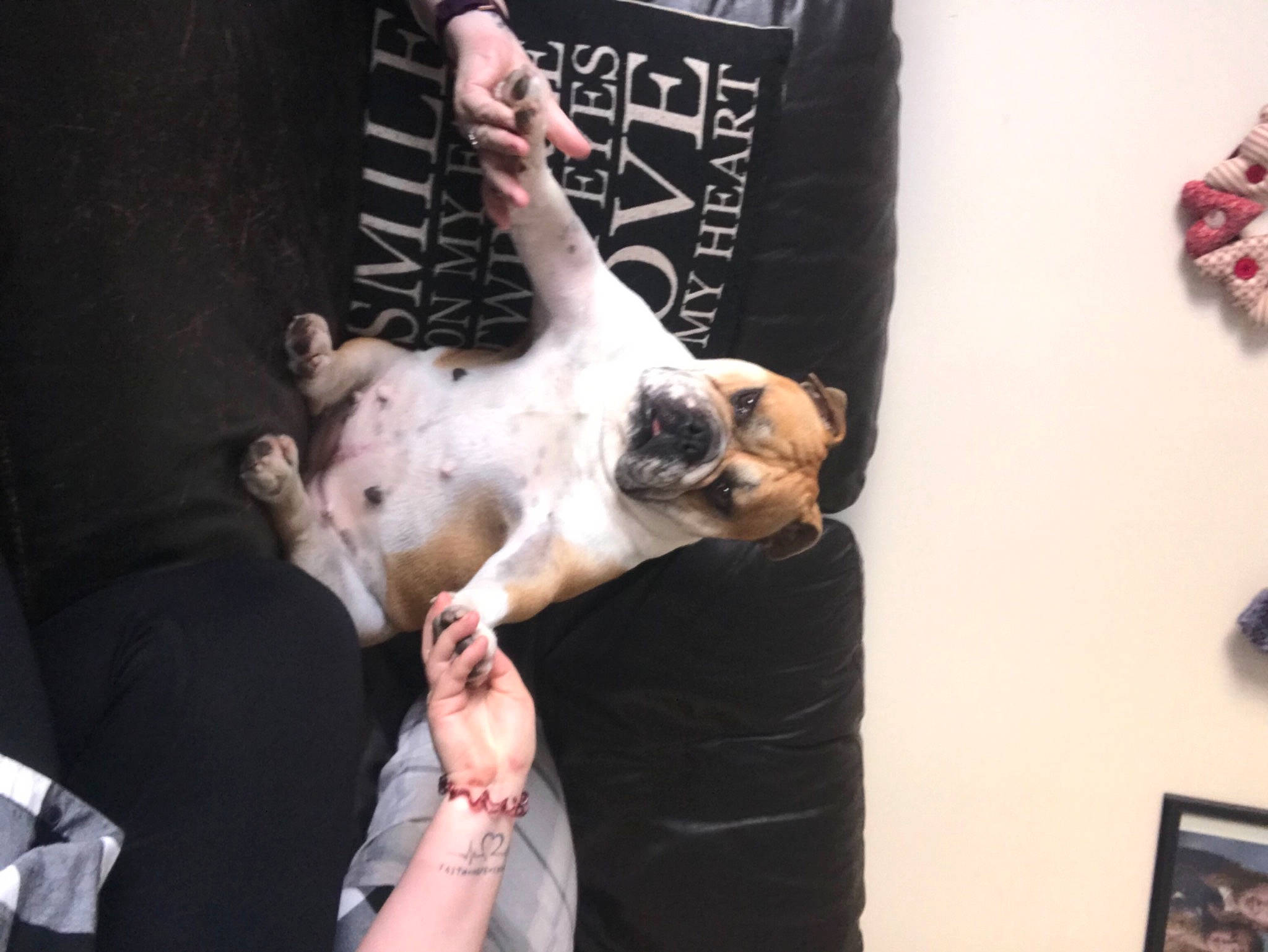 Vera is registered to the contest to win money with this photo: american_pit_bull_terrier, arm, boston_terrier, bull_terrier, bulldog, canidae, carnivore, cat, dog, dog_breed, ear, fawn, finger, french_bulldog, gesture, hand, non_sporting_group, paw, pit_bull, sphynx