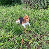Hazel a rejoint le concours — aidez-le/la à gagner de superbes lots ! animal, beagle, bushes, canine, curious, daylight, dog, ears, fur, garden, grass, greenery, leash, nature, outdoor, pet, puppy, resting, snout, young_dog