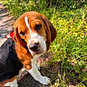 Hazel participe au concours pour gagner de l'argent avec cette photo : animal, beagle, canine, curious, cute, dog, ears, fur, grass, greenery, leash, nature, outdoor, path, pet, portrait, puppy, sunlight, white_paws, young