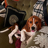 Hazel participe au concours pour gagner de l'argent avec cette photo : animal, beagle, brown_white_black, cozy, cushion, cute, decor, dog, fabric, fur, home_interior, indoors, lace, pet, puppy, relaxed, sofa, tongue_out, vintage_furniture, wood