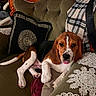 animal, beagle, brown_white_black, cozy, cushion, cute, decor, dog, fabric, fur, home_interior, indoors, lace, pet, puppy, relaxed, sofa, tongue_out, vintage_furniture, wood