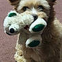 dog, puppy, toy, plush_toy, carpet, indoor, close_up, cute, brown_fur, white_fur, toy_in_mouth, paws, ears, nose, eyes, pet, portrait, playful, sitting, soft_toy