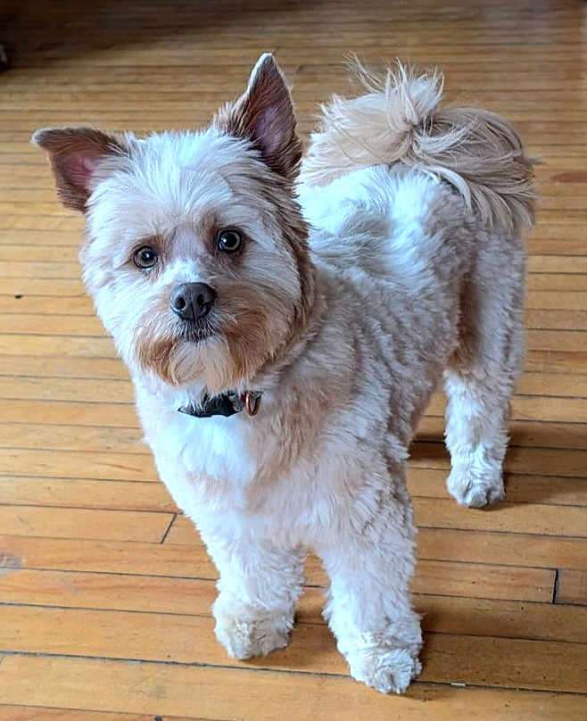 Simba is registered to the contest to win money with this photo: dog, small_dog, pet, fluffy, hardwood_floor, indoor, collar, standing, looking_at_camera, portrait, cute, tail, paws, fur, ears, brown_eyes, domestic_animal, home_interior, groomed, attention
