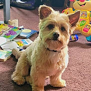 Simba is registered to the contest to win money with this photo: attentive, books, carpet, childrens_toy, collar, colorful, dog, fluffy, fur, household, indoor, pet, playful, portrait, scattered_books, sitting, small_dog, stuffed_animal, terrier, toys