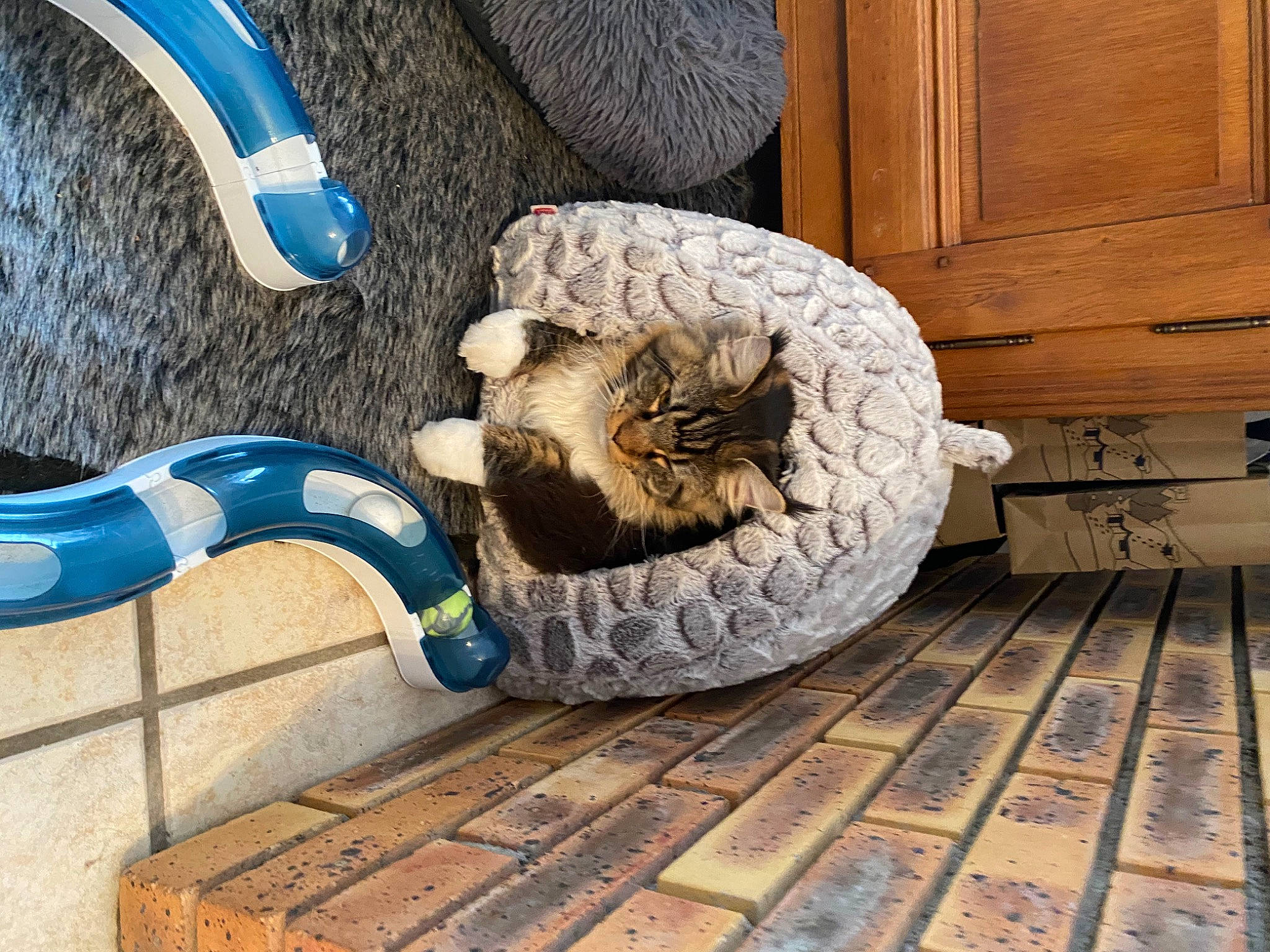 Rocket a rejoint le concours — aidez-le/la à gagner de superbes lots ! cabinetry, carnivore, cat, chest_of_drawers, cupboard, drawer, felidae, grey, hardwood, laminate_flooring, pet_supply, plywood, sculpture, sideboard, small_to_medium_sized_cats, tabby_cat, varnish, wood, wood_flooring, wood_stain