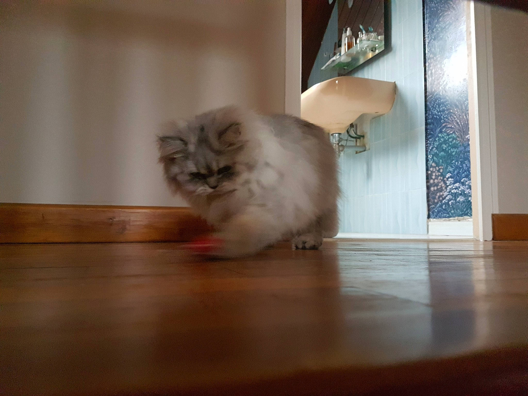 Perle participe au concours pour gagner de l'argent avec cette photo : american_curl, asian_semi_longhair, british_longhair, british_semi_longhair, carnivore, cat, domestic_long_haired_cat, felidae, floor, flooring, fur, hardwood, laminate_flooring, mammal, napoleon_cat, persian, small_to_medium_sized_cats, whiskers, wood, wood_flooring