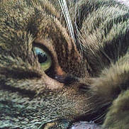 Tik participe au concours pour gagner de l'argent avec cette photo : cat, tabby, close_up, eye, fur, whiskers, pet, animal, sleeping, cozy, soft, texture, mammal, domestic, resting, face, nature, cute, feline, indoor