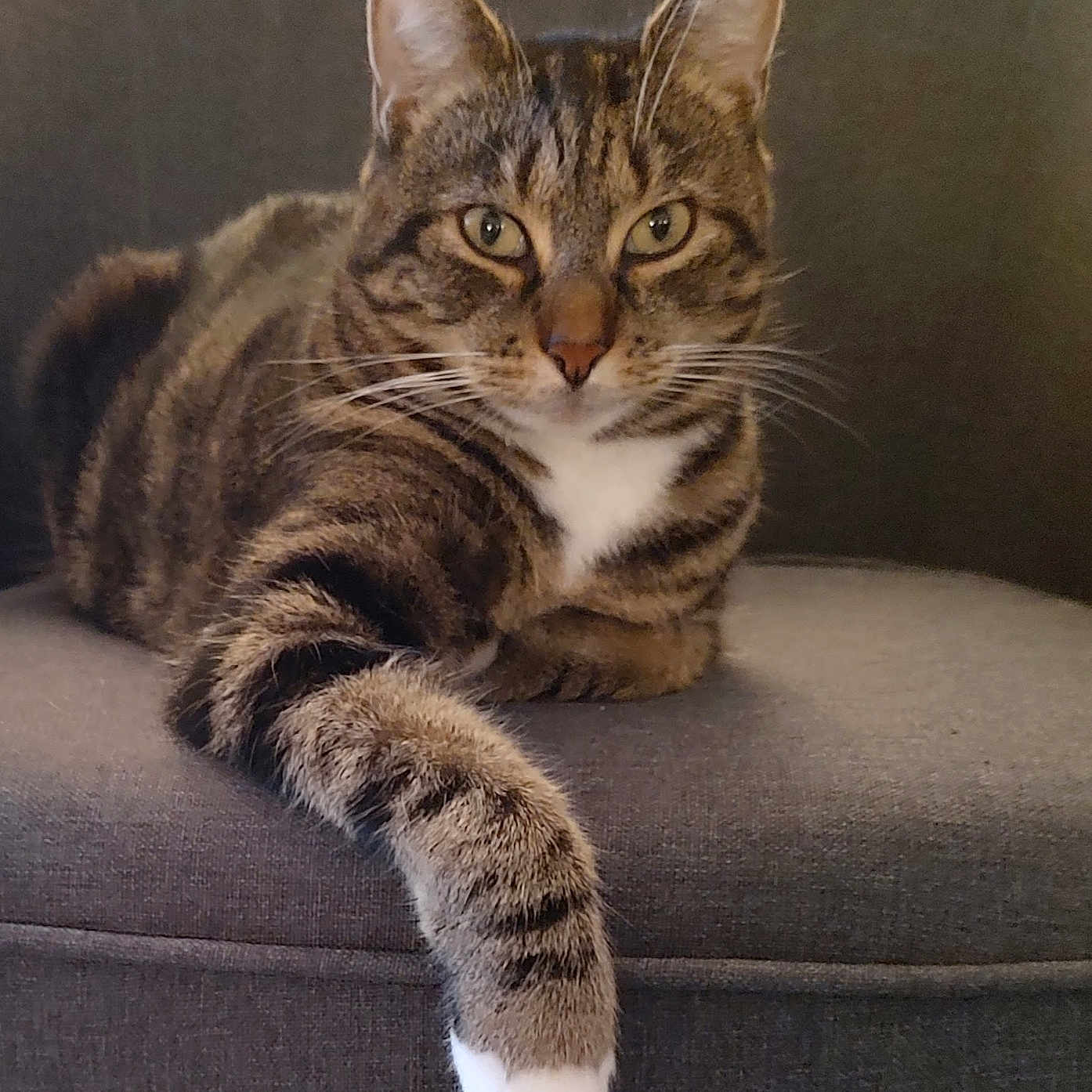Sofi is registered to the contest to win money with this photo: abyssinian, animal, architecture, armchair, building, cat, chair, couch, cushion, egyptiancat, furniture, homedecor, indoors, kitten, livingroom, manx, person, pet, room, sleeping