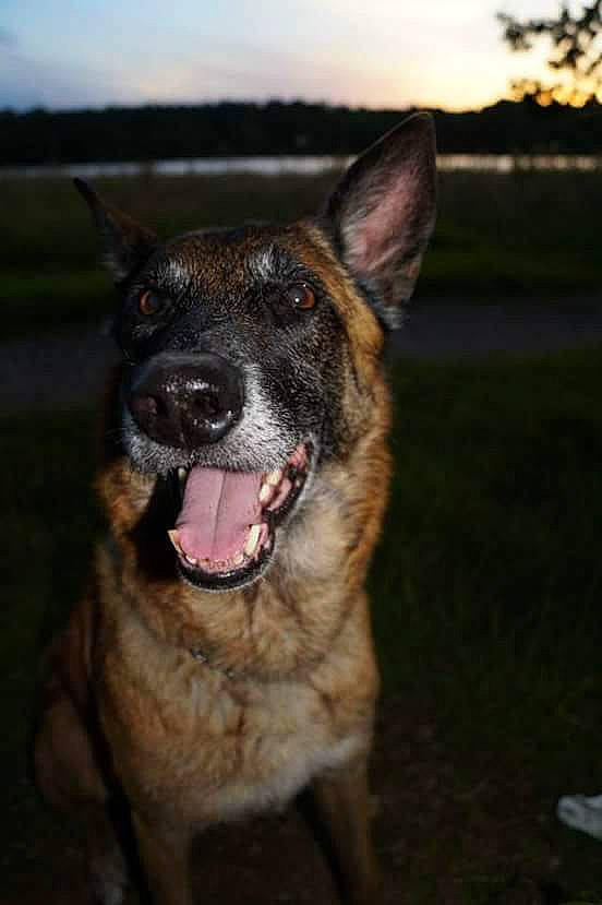 Chiara participe au concours pour gagner de l'argent avec cette photo : belgian_shepherd, belgian_shepherd_malinois, canidae, carnivore, dog, dog_breed, facial_expression, fawn, german_shepherd_dog, jaw, mammal, police_dog, rare_breed_dog, snout, vertebrate