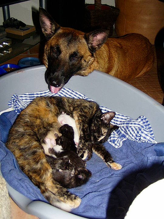 Chiara a rejoint le concours — aidez-le/la à gagner de superbes lots ! canidae, carnivore, dog, dog_breed, dutch_shepherd_dog, fawn, formosan_mountain_dog, galgo_espanol, lurcher, mammal, snout, whiskers